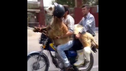 RIP VINE compilation (Animal Edition) Part 2!