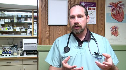 Dog With Rare Condition Eats Every Meal in Special Highchair