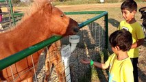 Farmland Adventures-Petting Feeding Old Mac Donald Farm Animals-Pony Ride,Kids Fun Activities