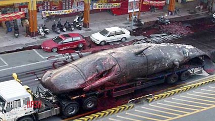 GIANT SEA MONSTER FOUND DEAD IN KHMER KROM CAMBODIA? NOVEMBER 21, new (EXPLAINED)