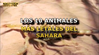 TOP 10 ANIMALES MÁS LETALES DEL SAHARA