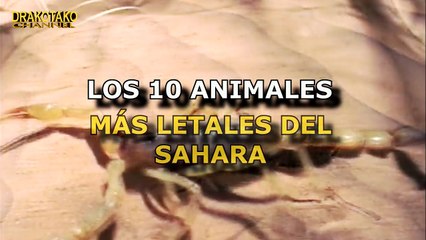 TOP 10 ANIMALES MÁS LETALES DEL SAHARA