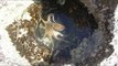 Octopus Found Hunting Fish in Tiny Tidal Pool