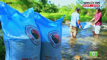 Rice Production Part 2 : Rice Production Process and Management | Agribusiness Philippines