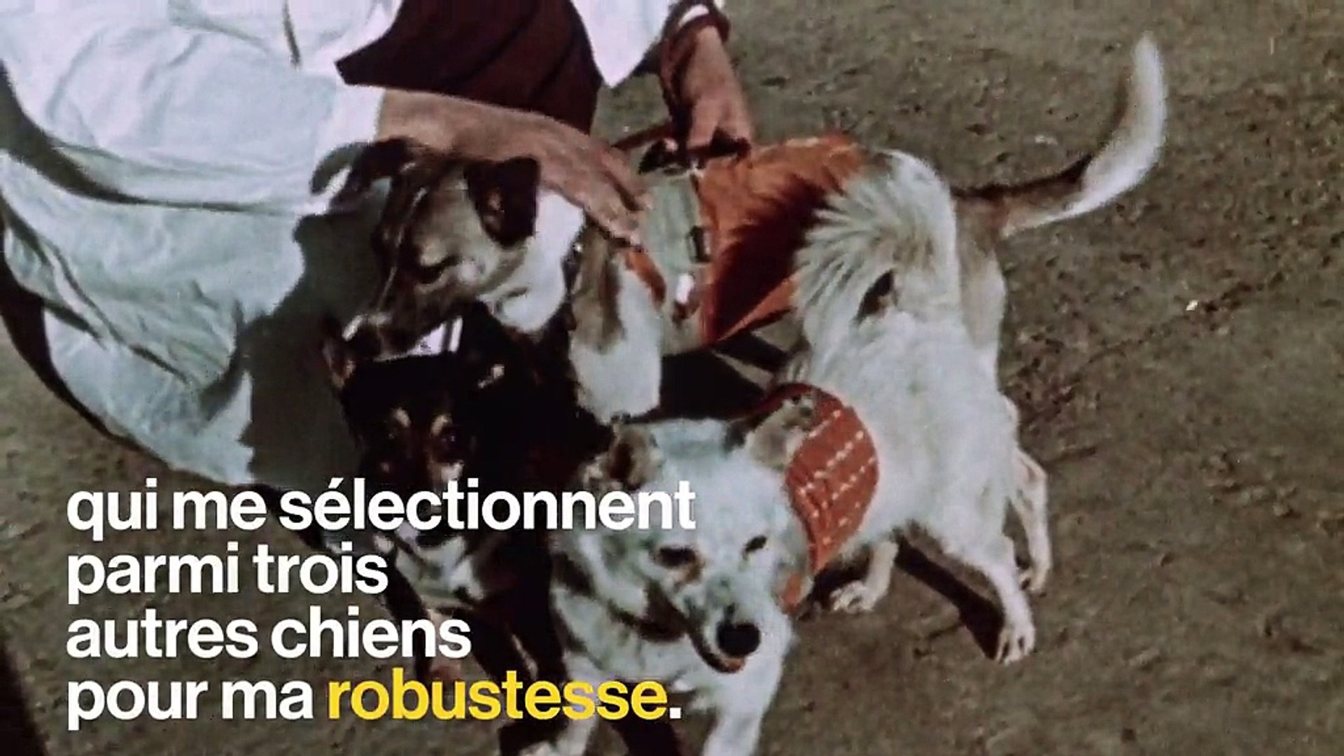 La chienne Laïka : le premier être vivant en orbite, image size:1920x1080