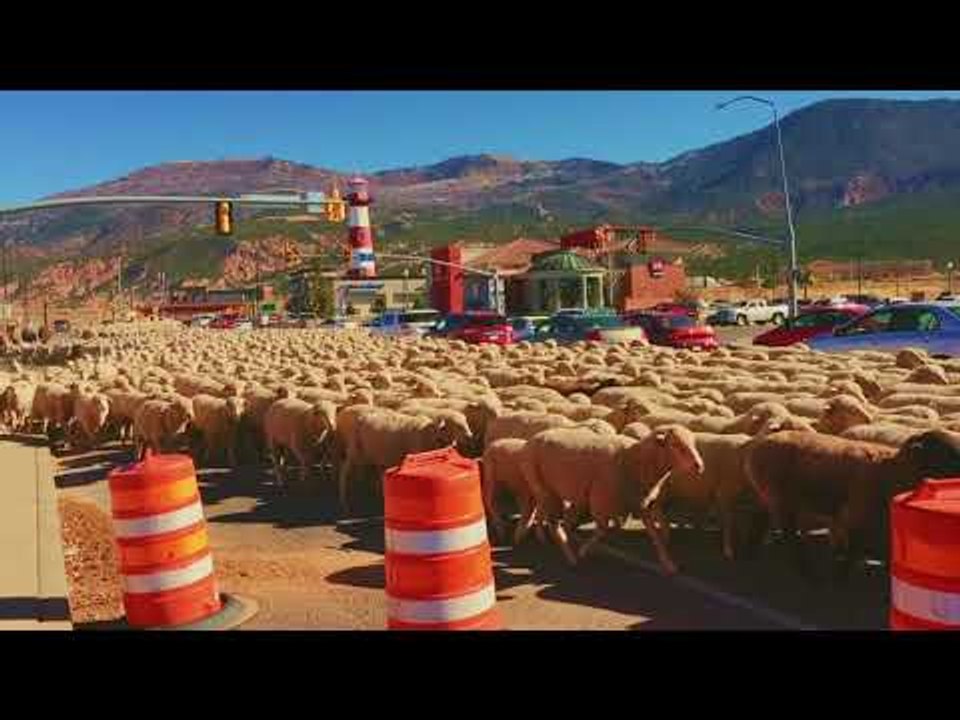 Mass Flock of Sheep Brings Traffic to Standstill