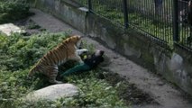 بالصور: نمر يهاجم حارسته أثناء تقديمها الطعام له في حديقة حيوان بروسيا