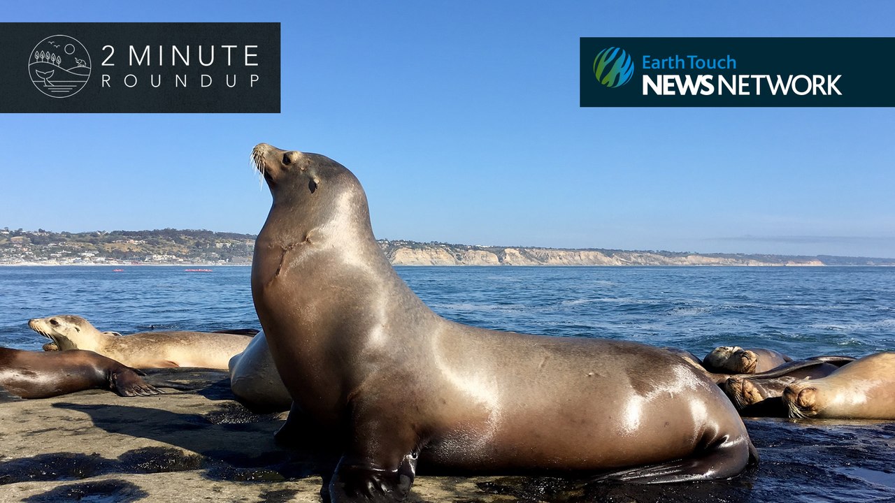 Golden salamander, new orangutan & a rhino-poaching tragedy