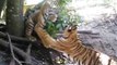 Tiger Picks on Sleepy Sibling at Park in South Africa