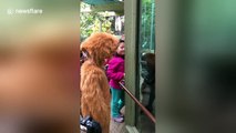 This orangutan can't stop looking at his 'twin'