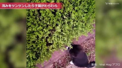 茂みをツンツンしたら子ネコがわらわら