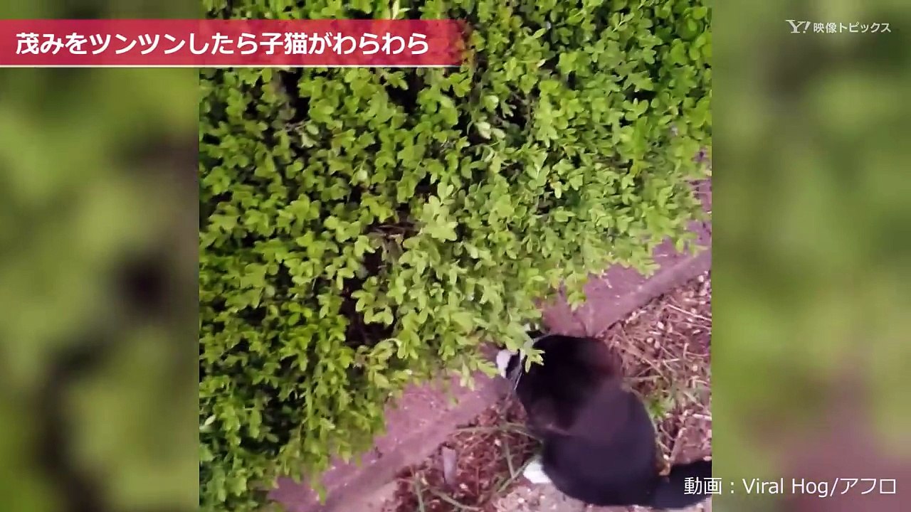茂みをツンツンしたら子ネコがわらわら
