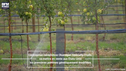 Des pommes génétiquement modifiées vont être commercialisées, une première