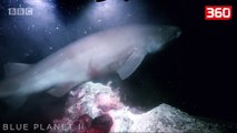 Peshkaqeni sulmon nendetesen, tmerron gjithe te pranishmit (360video)