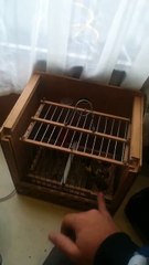 Le grand oiseau bagarreur bien sur Le Chardonneret de : Rénov Habitat Sorin