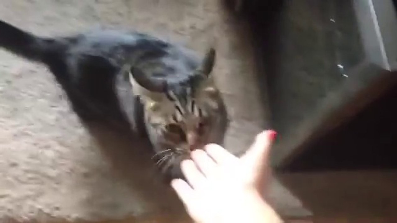 Ce chat jaloux a compris que sa maitresse venait de caresser un autre chat, regardez sa réaction