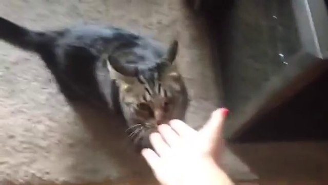 Ce chat jaloux a compris que sa maitresse venait de caresser un autre chat, regardez sa réaction