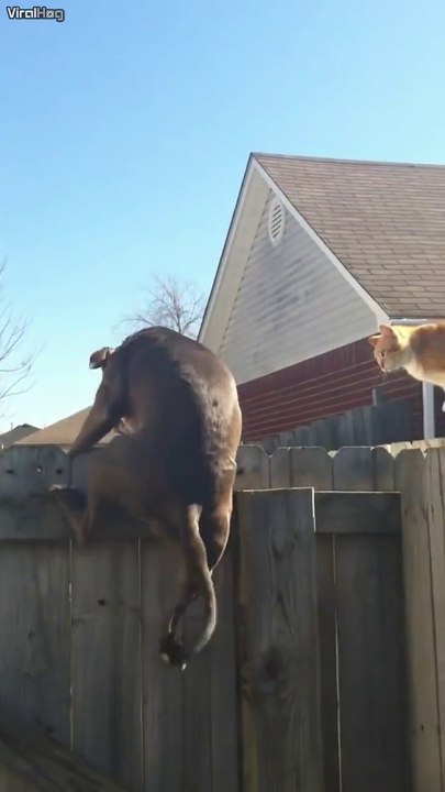 Ce chien jaloux veut faire comme le chat... trop marrant