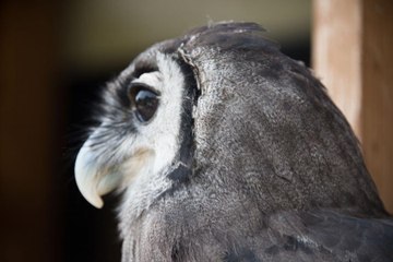 Are You Curious to Know What It's Like To Pet An Owl? Now You Totally Can