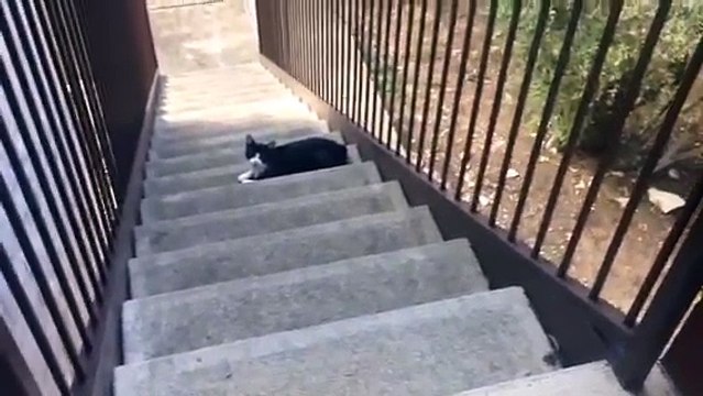 Quand un chat sent l'odeur d'un autre chat sur sa maitresse