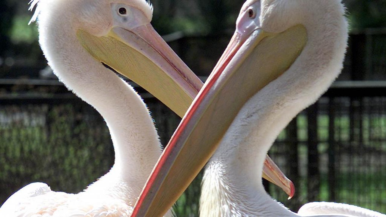 "Το κυνήγι των πελεκάνων" (ΒΙΝΤΕΟ)