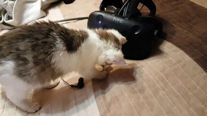 HTC Vive headset tutorial for cats