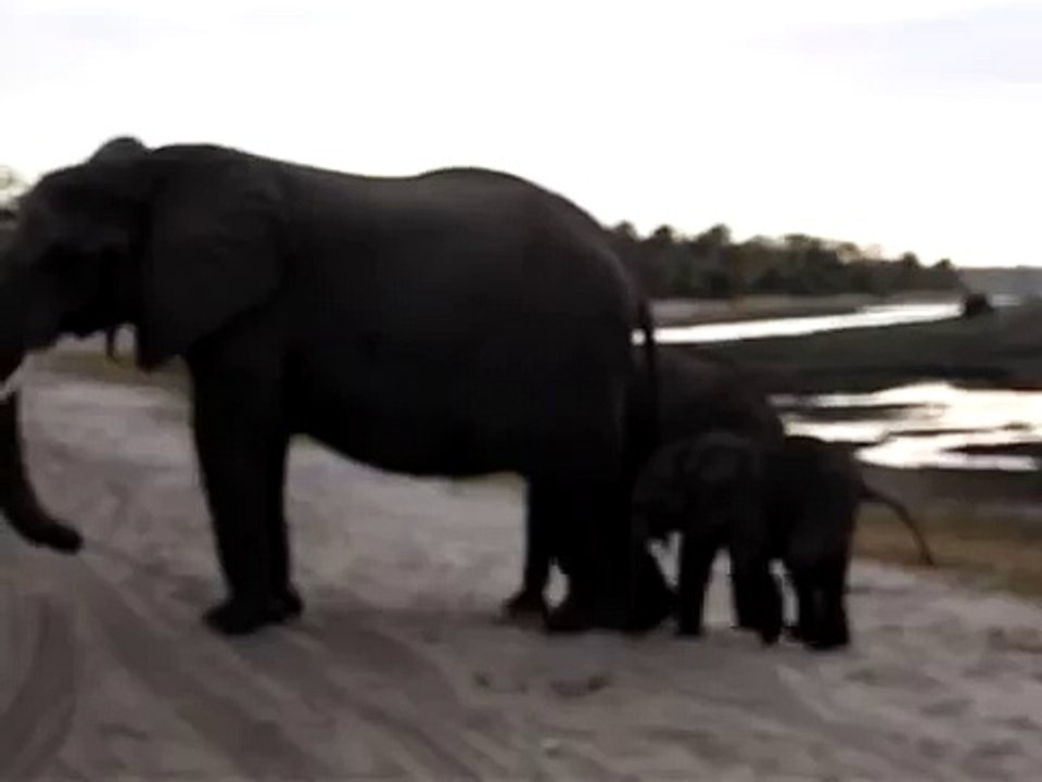 WATCH: Baby elephant sneezes and scares the heck out of himself