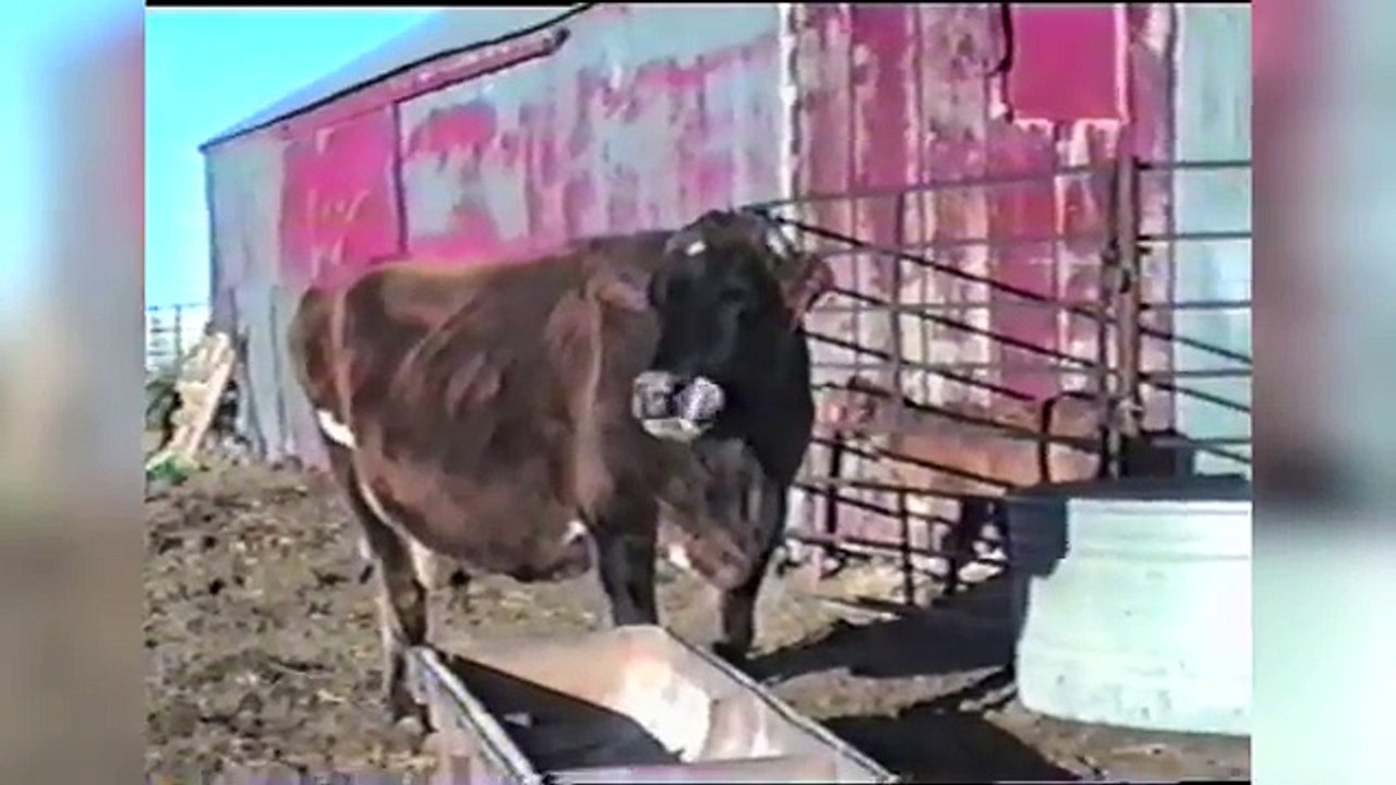 Top Weird Pets & Animals Compilation of 2016 | Funny Pet Videos