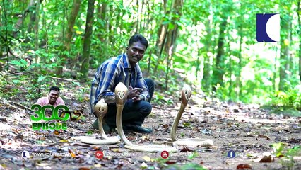 Wow! King Cobra and Cobra face off in the jungle | Snakemaster | Vava Suresh