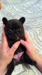 French Bulldong Puppy Belly Rub