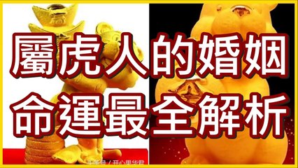 屬虎人的婚姻、命運最全解析