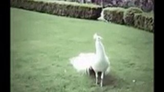 White peacock dancing hip-hop