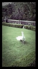 White peacock dancing hip-hop