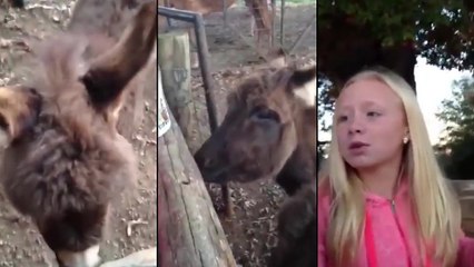 Est-ce que les ânes mordent