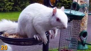 21 Mostly Albino Creatures Explained