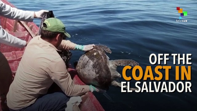 Mysterious Case of Hundreds of Dead Endangered Sea Turtles
