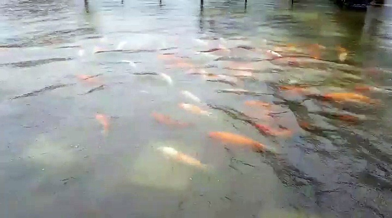 ca-boi-trong-thanh-co-hue