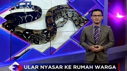 Ular Sanca Gegerkan Rumah Warga di Duren Sawit