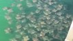 Stingray Fever Spotted in Pensacola Beach, Florida