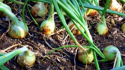 How to Plant, Grow, & Harvest Onions from Start to Finish