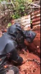 Paying A Visit To Tiger Bee Colony. ***VERY LOUD WARNING***