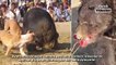 Acımasızca Yapılan 5 Hayvan Dövüşü - Horoz Ayı Köpek Dövüşleri (Kangal vs Pitbull) - Bear Dog Fights