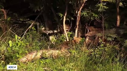 wild nature - The Best Attacks of Wild Animals 2017 part 2