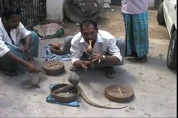 Man gets bitten in face by Cobra