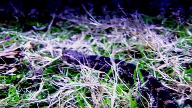 The Real Texas Chainsaw Massacre (True Crime Documentary) - Real Stories