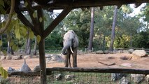 Des branchages pour les éléphants