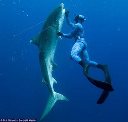 Shark attack- Diver battles sea monster in terrifying video