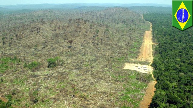 73 million trees to be planted in Amazon reforestation project