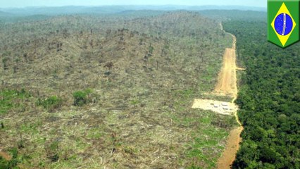 73 million trees to be planted in Amazon reforestation project