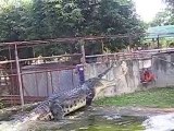 Voici Lapu-Lapu le plus gros crocodile du monde...